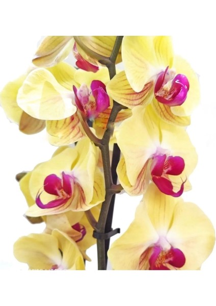 Sarı Orkide Çift Dallı Phalaenopsis Canlı Çiçek