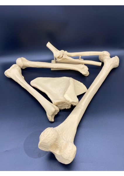 Insan Anatomisi - Femur-Tibia-Humerus-Scapula-Kapitulum Humeri