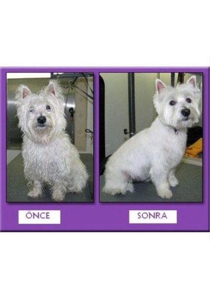 Profesyonel Kedi Köpek ve Evcil Hayvan Traş Makinesi Elektrikli indirimleri