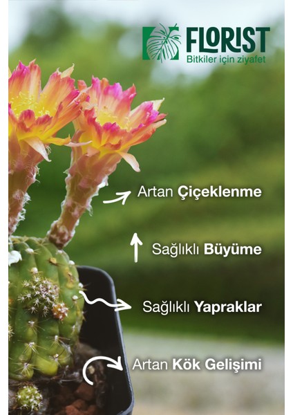 Konsantre Sıvı Kaktüs ve Sukulent Bitki Besini indirimleri