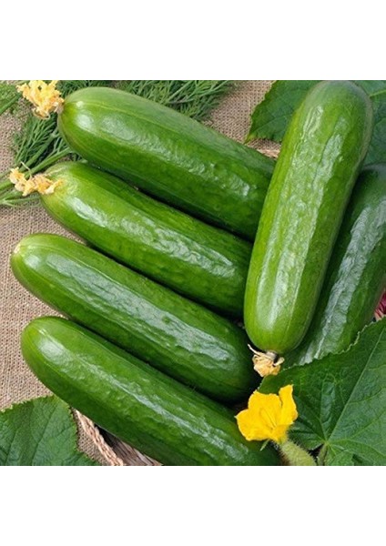 Sunagri Beith Alpha Salatalık Tohumu - Yüksek Verimli Lezzetli Açık Tarla İçin fiyatları