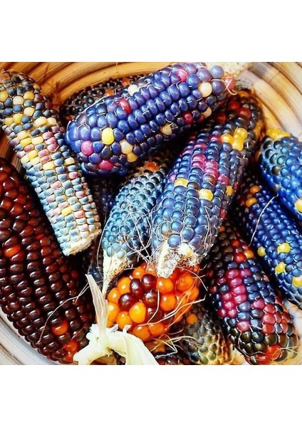 Sunagri Renkli Mısır Tohumu - Bahçe ve Tarla İçin, İlkbahar-Yaz Ekimi, Yüksek Verimli