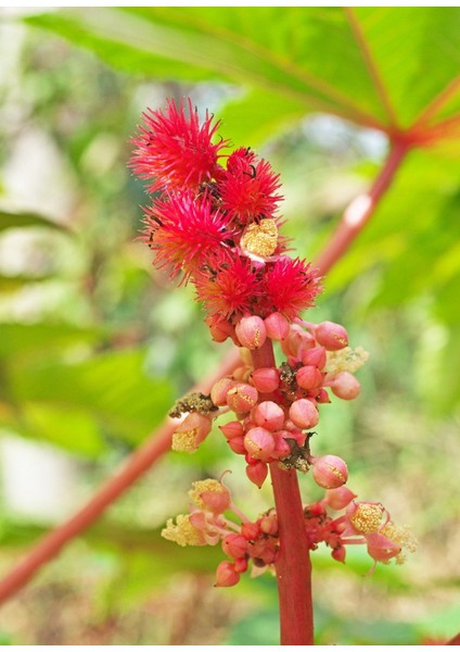 Sunagri Kene Çiçeği Tohumu - Balkon & Bahçe İçin Tropikal ve Gösterişli modelleri