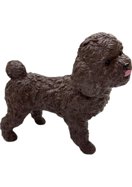 Luxury Köpekler - Poodle Cinsi Köpek 1 Adet