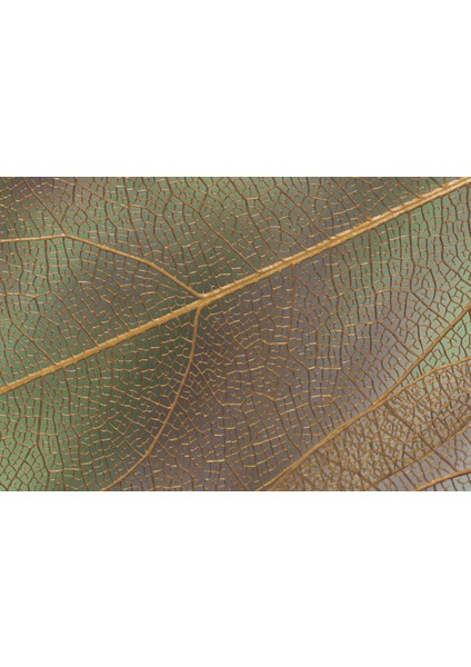 Harikabirev|soft Krem-Yeşil Yaprak Bitki Kombini |çerçeveli Temperli Cam Tablo 3lü Yatay modelleri