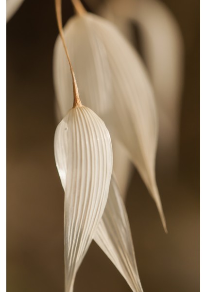 Harikabirev|soft Krem-Yeşil Yaprak Bitki Kombini |çerçeveli Temperli Cam Tablo 3lü Yatay fırsatları