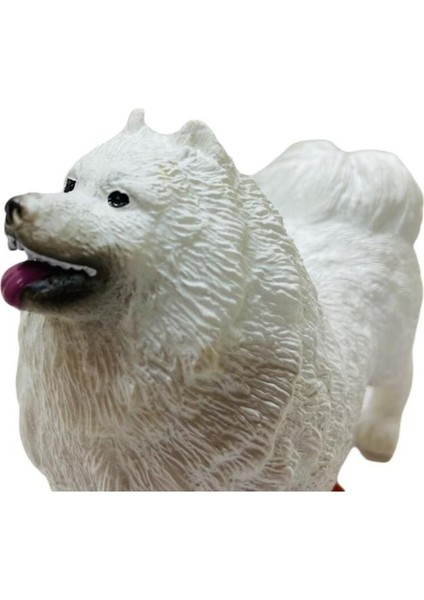 Luxury Köpekler - Samoyed Cinsi Köpek 1 Adet