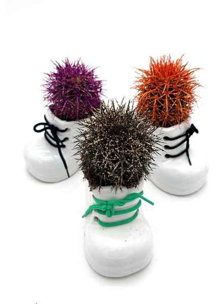 3lü Seramik Ayakkabı Figürlü Saksı-Renkli Kaktüs- Dekoratif Obje(Karışık Renkler) fiyatları