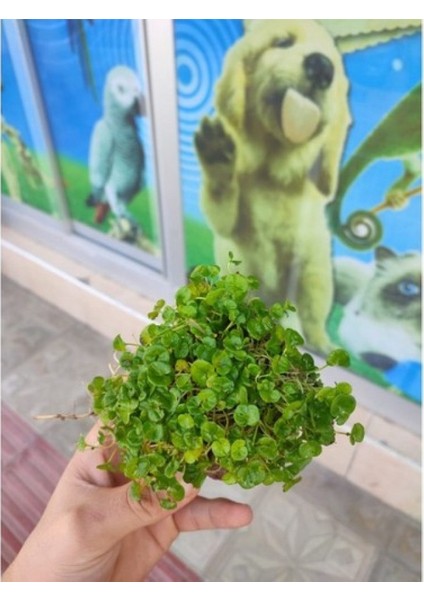 Dichondra Repens "kayaya Tutturulmuş"