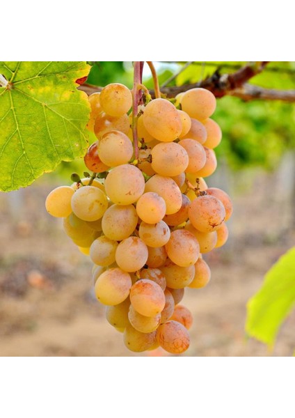 Ata Sarısı Üzüm Fidanı 2 Yaş Tüplü