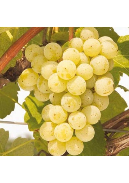 Ata Sarısı Üzüm Fidanı 2 Yaş Tüplü fiyatları