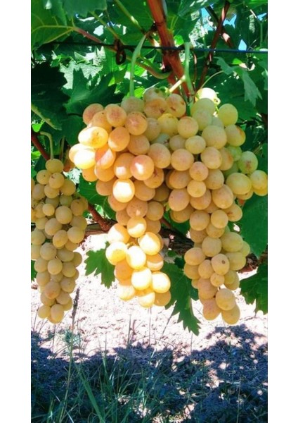 Ata Sarısı Üzüm Fidanı 2 Yaş Tüplü modelleri