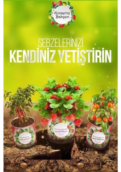 Konserve Bahçem Evde Konservede Iri Yapraklı Kıvırcık Yetiştirme Kiti