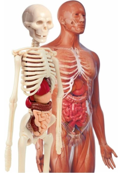 Luxury 64297 Ilk Keşiflerim Insan Anatomisi 1 Adet modelleri