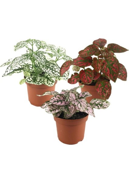 Karışık Renk Hostes Fittonia 3 Farklı Renkte Fitonya 10-20 cm