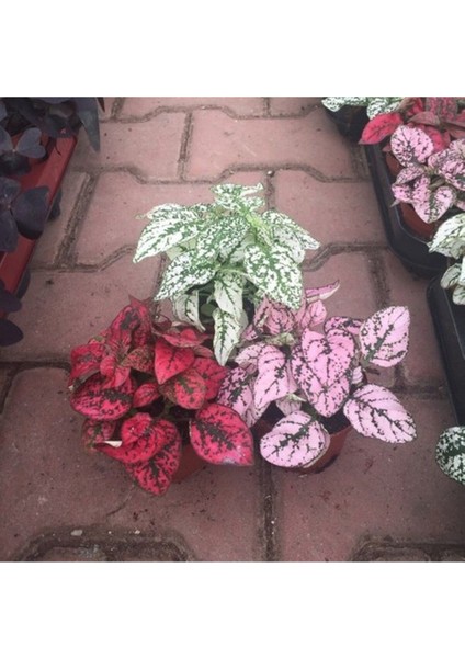 Karışık Renk Hostes Fittonia 3 Farklı Renkte Fitonya 10-20 cm