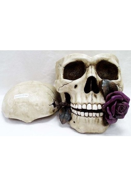 Wise Kuru Kafa Küllük