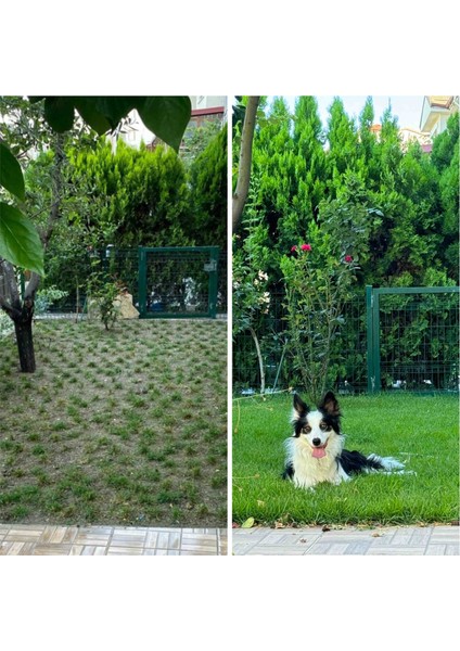 Zoysia Japonica Çim Fidesi 21 M2 Için 336 Adet 84'lük Viol (4 viol)