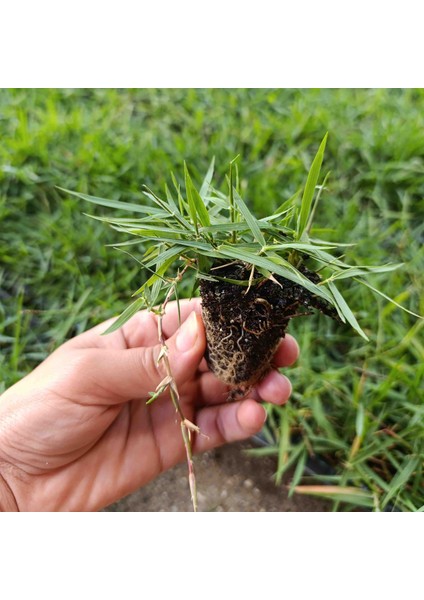 Zoysia Japonica Çim Fidesi 21 M2 Için 336 Adet 84'lük Viol (4 viol)