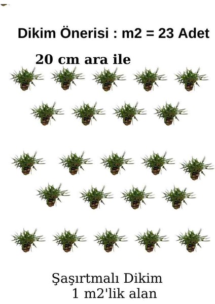 Zoysia Japonica Çim Fidesi 21 M2 Için 336 Adet 84'lük Viol (4 viol)