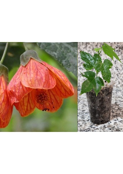 Mini Fidan Güzelhatmi, Turuncu Çin Çanı Çiçeği, Ağaç Küpesi, Çin Lanterni, Abutilon Çiçeği, Bardakta