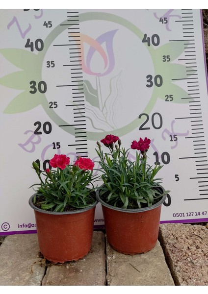 Karanfil (Dianthus Caryophyllus) - Hoş Kokulu ve Renkli Çiçekli Bitki