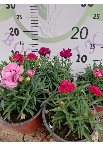 Karanfil (Dianthus Caryophyllus) - Hoş Kokulu ve Renkli Çiçekli Bitki modelleri
