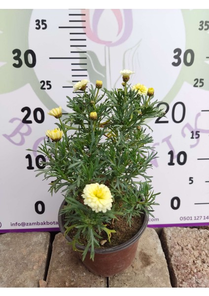 2 Adet Argyranthemum (Çeşme Papatyası) - Renkli ve Dayanıklı Bahçe Bitkisi (2 Farklı Renkler )