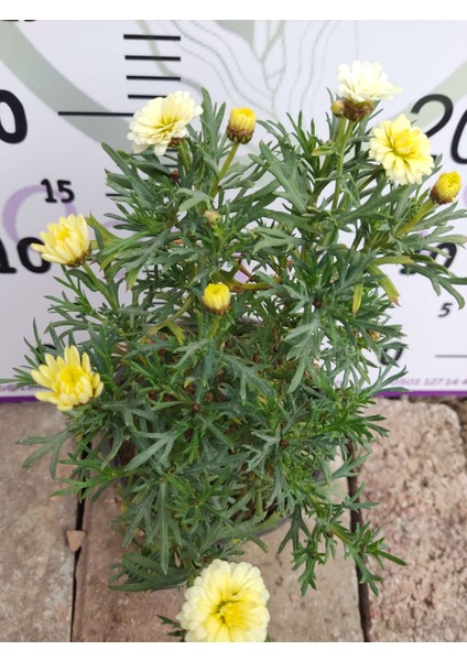 2 Adet Argyranthemum (Çeşme Papatyası) - Renkli ve Dayanıklı Bahçe Bitkisi (2 Farklı Renkler )