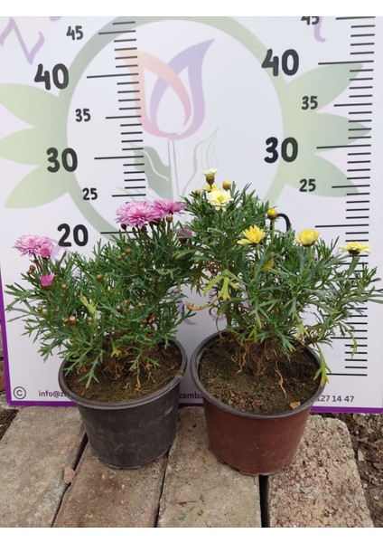 2 Adet Argyranthemum (Çeşme Papatyası) - Renkli ve Dayanıklı Bahçe Bitkisi (2 Farklı Renkler )