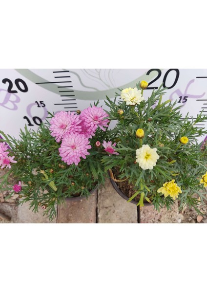 2 Adet Argyranthemum (Çeşme Papatyası) - Renkli ve Dayanıklı Bahçe Bitkisi (2 Farklı Renkler )