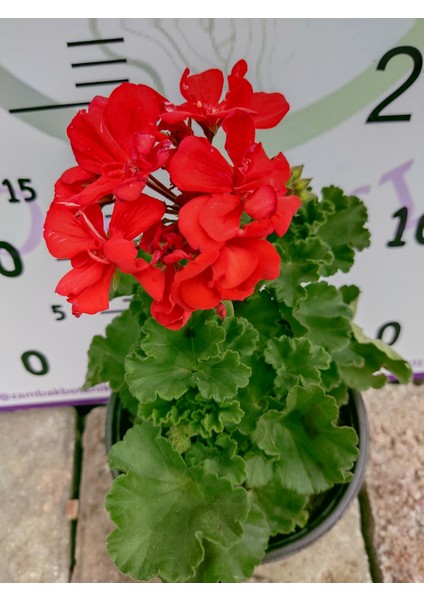 Kırmızı Sardunya (Geranium) - Canlı Renkli ve Dayanaklı Bitki Bahçe, Mezar, Saksı ve Güneşli Yerlere Uygun