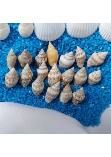Luxury Deniz Kabukları Silis Kabuk Çeşitleri 07MM-2,5CM Dekor Deniz Kabuğu 500GR + 500GR Teraryum Mavi Kum 1 Adet
