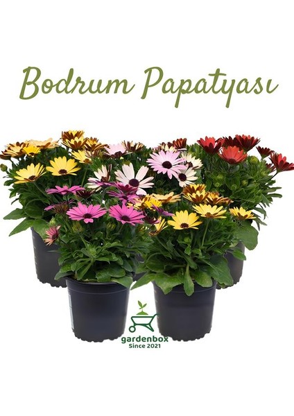 4'lü Bodrum Papatyası Seti Sarı+Pembe+Mor+Kırmızı Rengarenk Canlı Çiçek