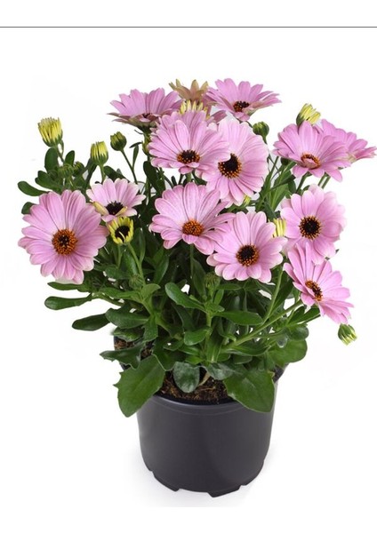 4'lü Bodrum Papatyası Seti Sarı+Pembe+Mor+Kırmızı Rengarenk Canlı Çiçek