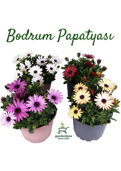 Bodrum Papatyası 4 Saksı- Osteospermum - Saksı'da Canlı Çiçek - 4lü Miks