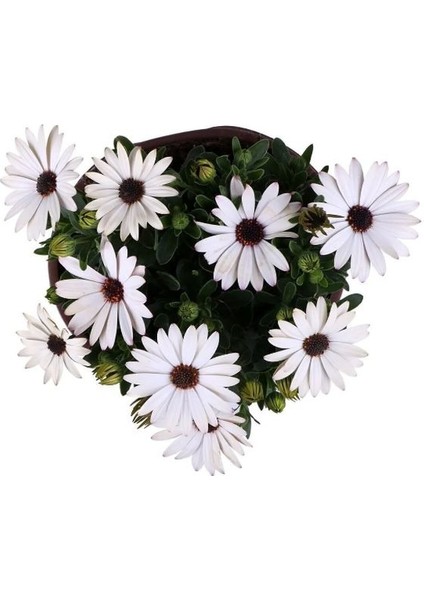 Bodrum Papatyası 4 Saksı- Osteospermum - Saksı'da Canlı Çiçek - 4lü Miks