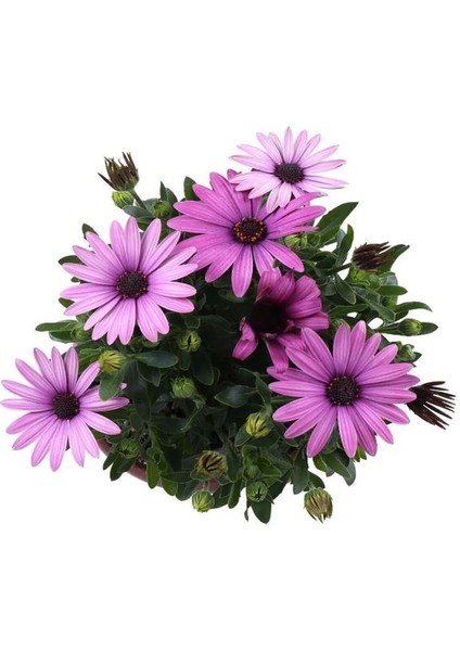 Bodrum Papatyası 4 Saksı- Osteospermum - Saksı'da Canlı Çiçek - 4lü Miks