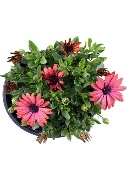 Bodrum Papatyası 4 Saksı- Osteospermum - Saksı'da Canlı Çiçek - 4lü Miks