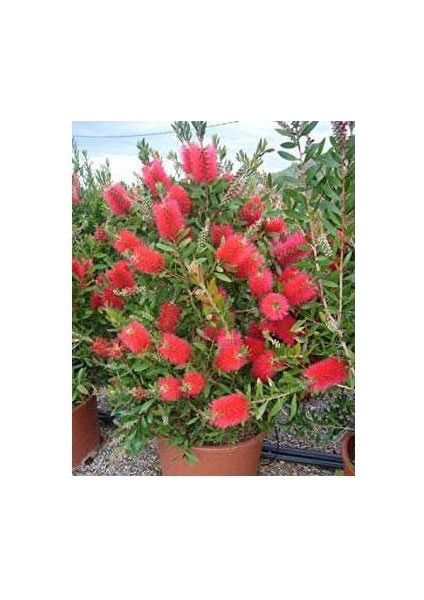 Fırça Çalısı Callistemon 3'lü