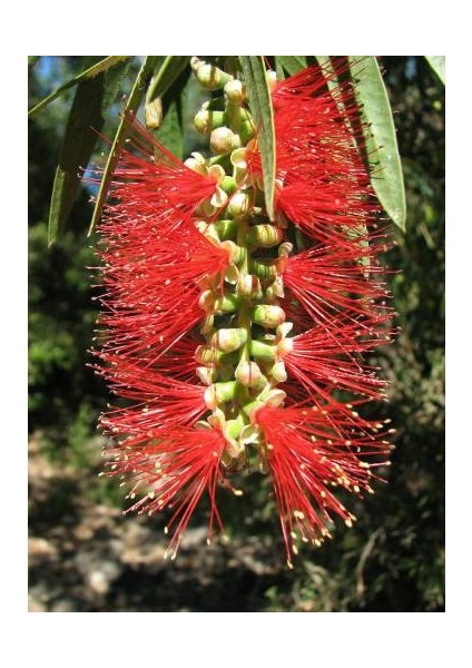 Fırça Çalısı Callistemon 3'lü