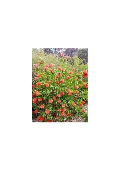 Fırça Çalısı Callistemon 3'lü