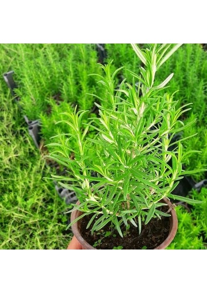 Biberiye Rosmarinus Kokulu Aromatik Bitki 3'lü