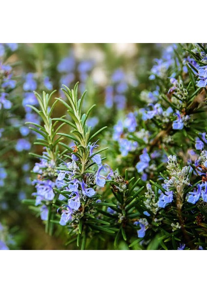 Biberiye Rosmarinus Kokulu Aromatik Bitki 3'lü fiyatları