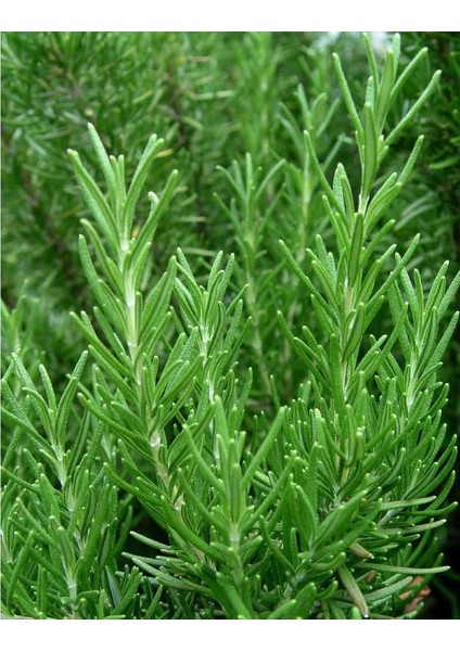 Biberiye Rosmarinus Kokulu Aromatik Bitki 3'lü modelleri