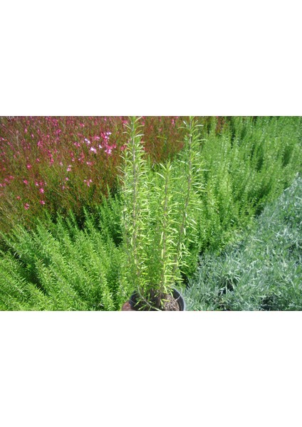 Biberiye Rosmarinus Kokulu Aromatik Bitki 3'lü fırsatları