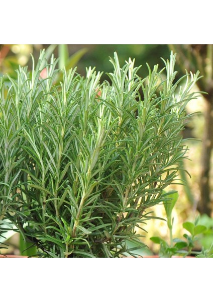 Biberiye Rosmarinus Kokulu Aromatik Bitki 3'lü indirimleri
