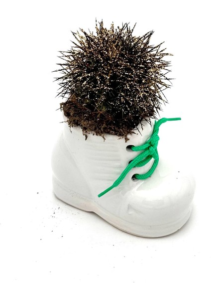 Seramik Ayakkabı Figürlü Saksı-Renkli Kaktüs- Dekoratif Obje modelleri