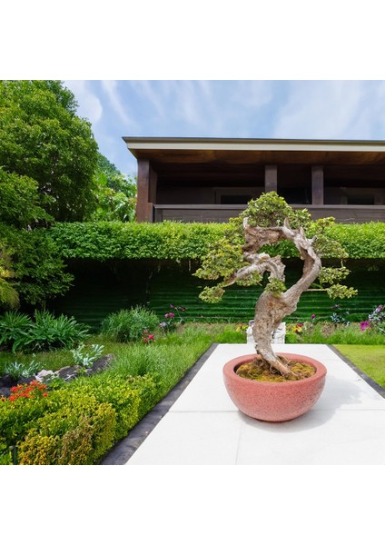 Beton Bonsai Saksı