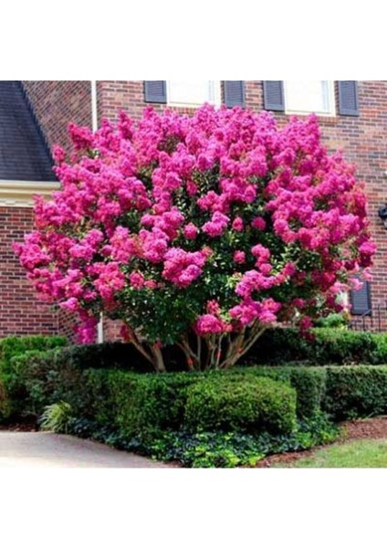 Tüplü Pembe Oya Ağacı Fidanı 50-70 cm Her Mevsim Dikilebilir